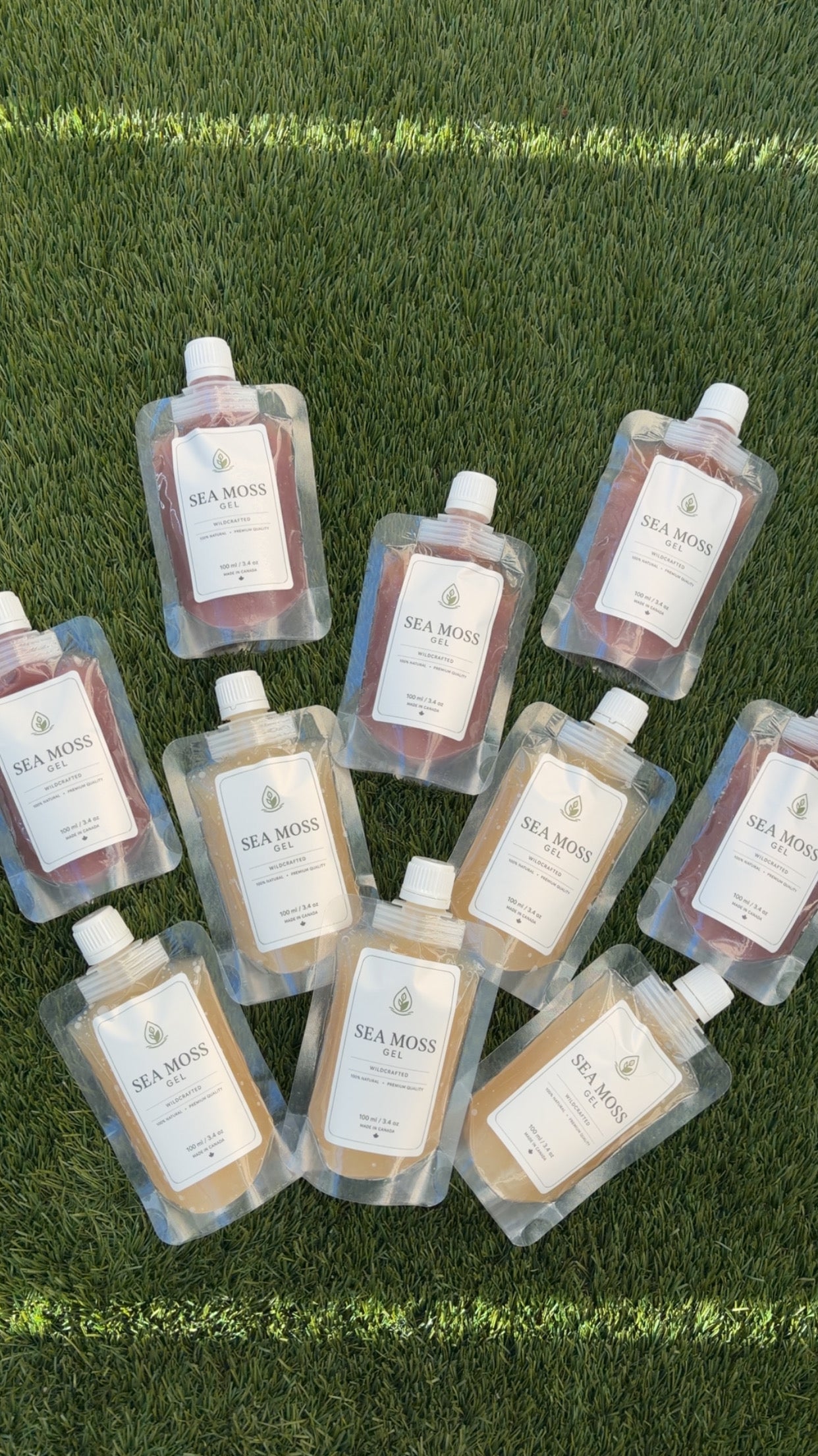 Sea Moss Gel Multipack (10-Pack)
