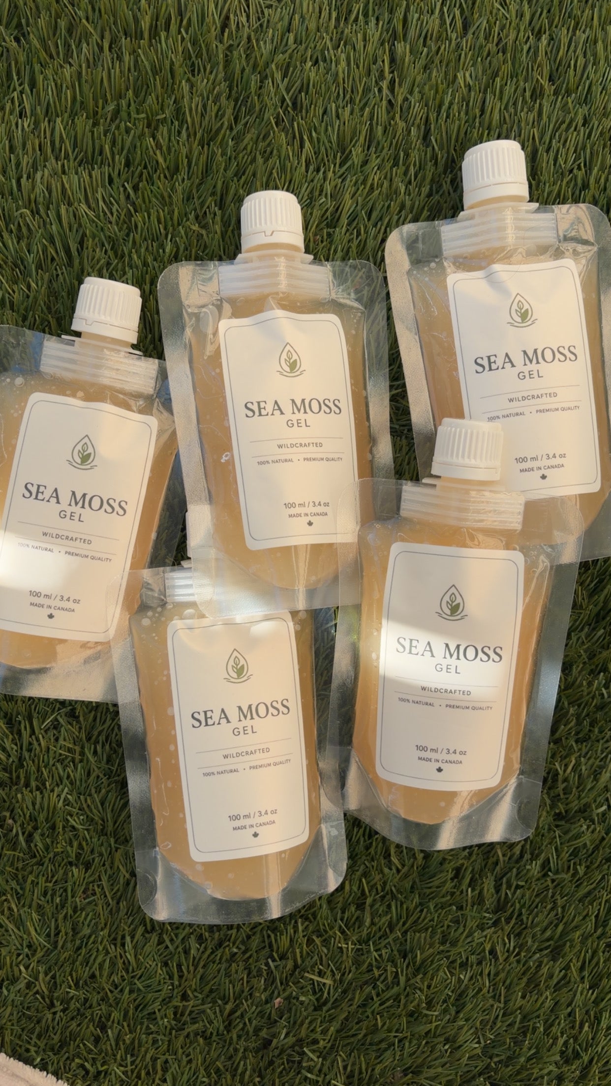 Sea Moss Gel Multipack (10-Pack)